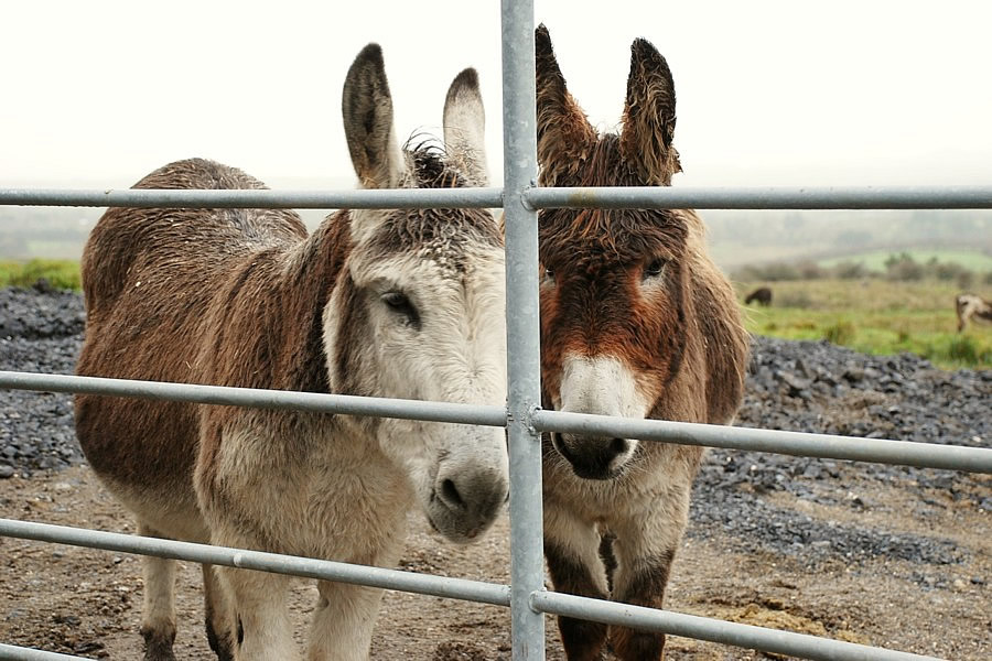 Donkeys in gateway