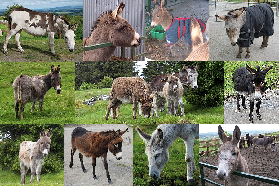 Lots of donkeys