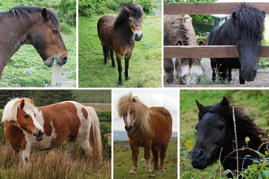 Ponies and shetlands