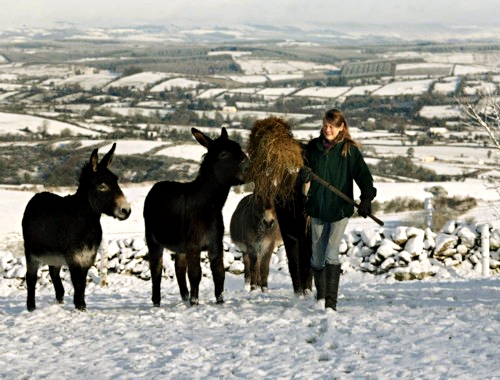 Sue ffeding donkeys in the snow
