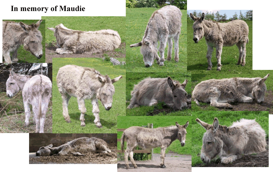 Maudie - a much missed donkey