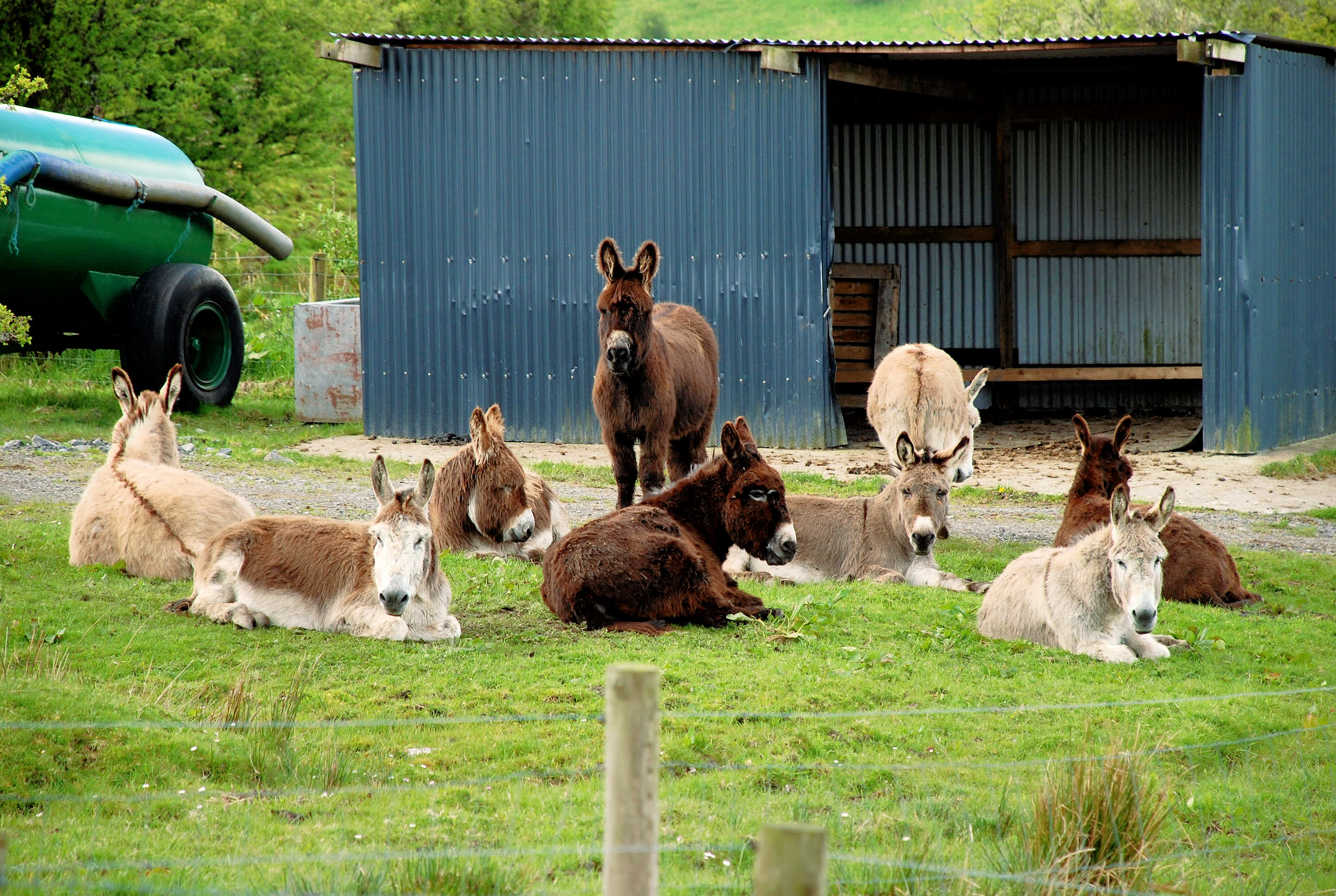 Donkeys