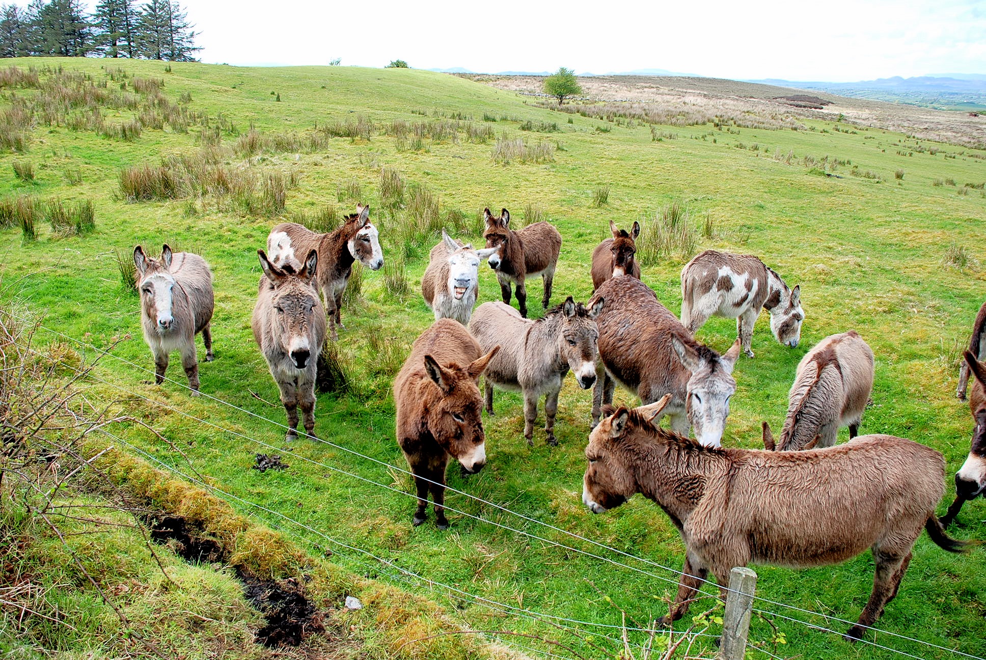 Herd animals