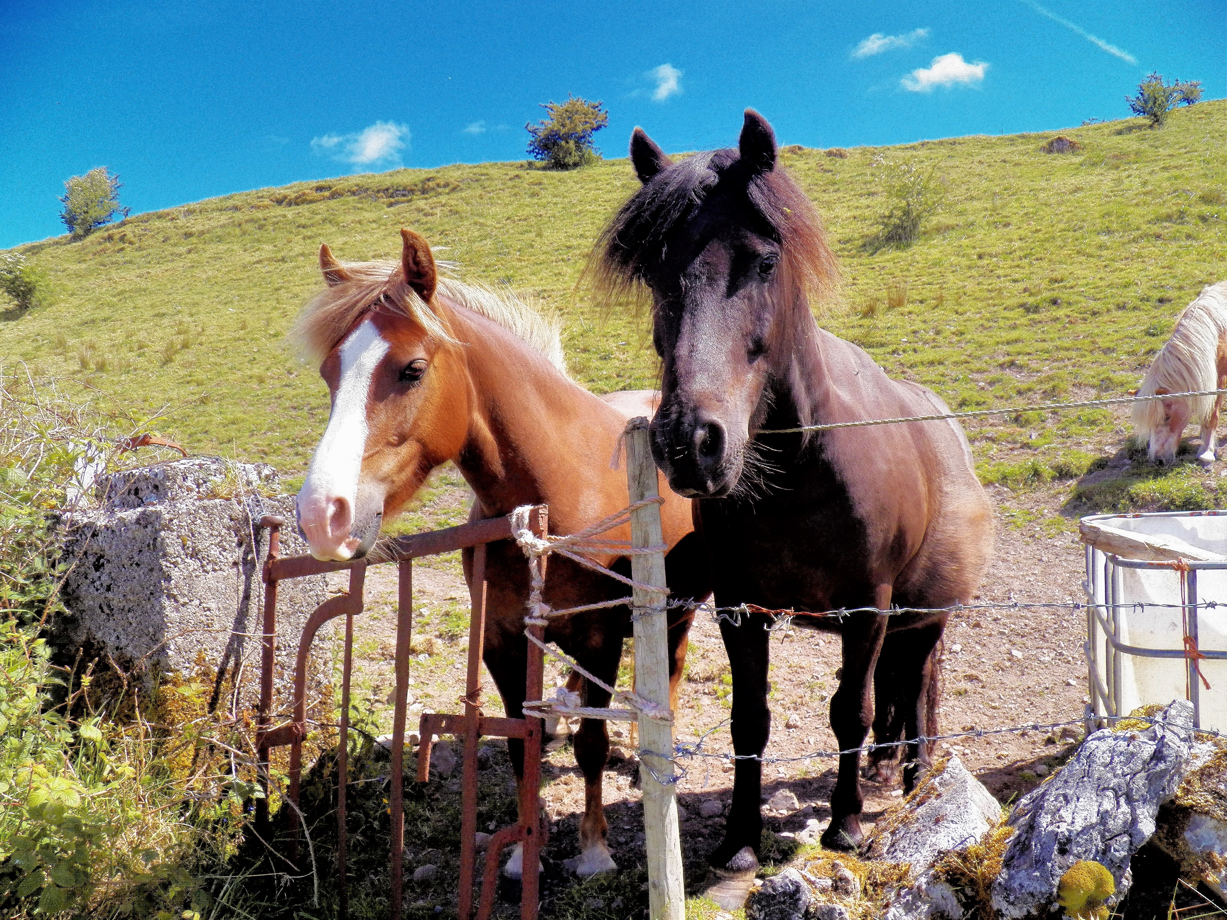 Horses