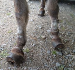 Aggie hooves