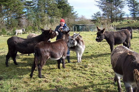 Donkeys with a visitor