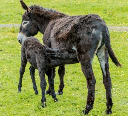 Pony Eva and her foal Ash 