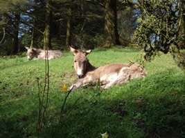 sunbathing donkeys