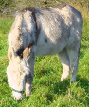 stolen donkey