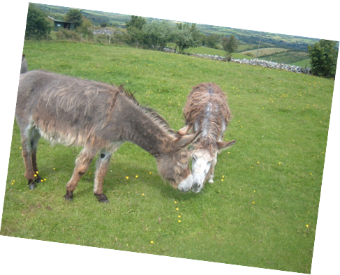 Inishbiggle donkeys
