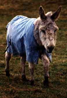 donkey rug