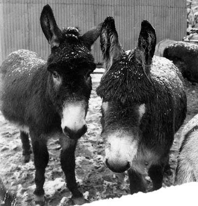 snow donkeys