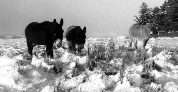 donkeys in snow