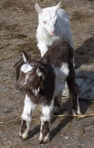 Goatie's kids