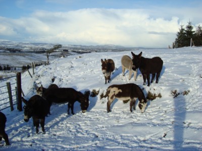 Winter 2009/2010 - donkeys in snow