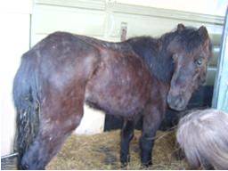 hill pony rescued from a mart