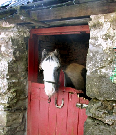 Chance in his stable