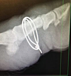 Finn X-ray