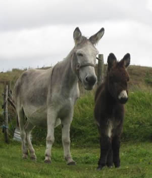 Cordelia and her foal