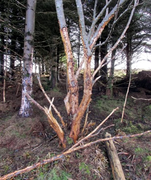 Damaged trees