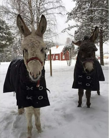Moose and Minka in the snow