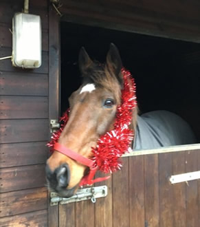 Torrin in Christmas headcollar in his stable