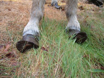 Overgrown hooves