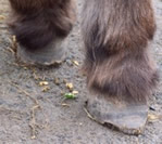 Esmeralda's hooves